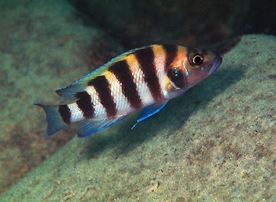 Neolamprologus sexfasciatus 'Cape Tembwe'